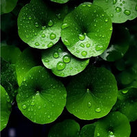 Centella